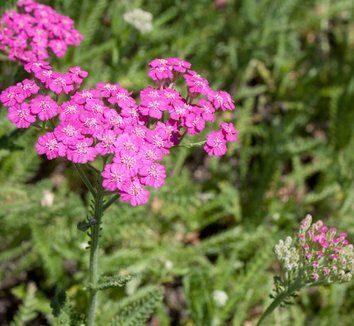 Achillea millefolium Pink Grapefruit- parastais pelašķis
